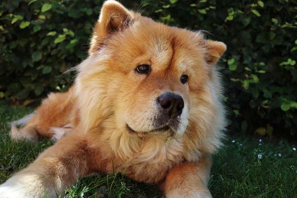 How Long Do Chow Chows Live