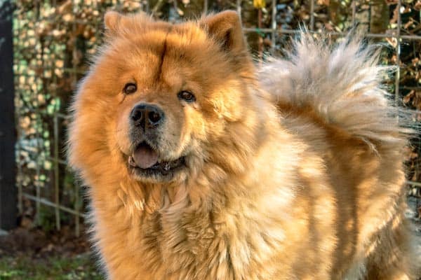 How Long Do Chow Chows Sleep: The Surprisingly Lazy Truth About Chows
