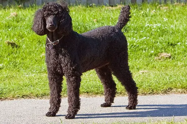 How Long Does Poodle Hair Grow: the Long, Short and Curly Facts About the Poodle Coat