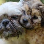 How Long Does a Shih Tzu Stay In Heat