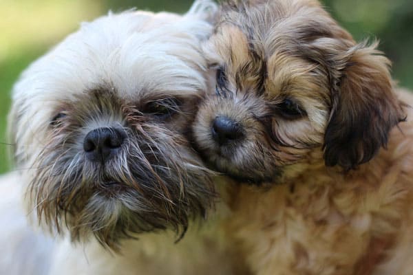 How Long Does a Shih Tzu Stay In Heat