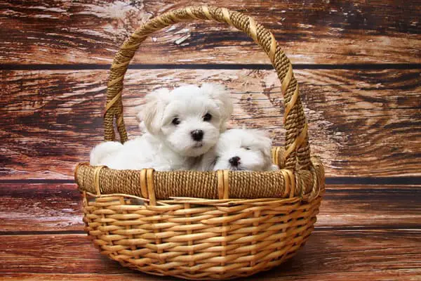 How Many Puppies Do Maltese Have in a Litter