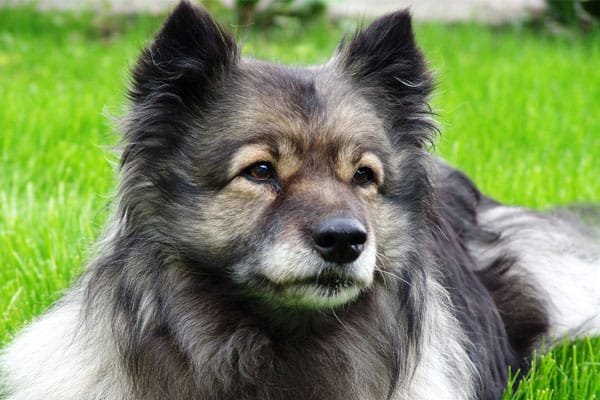 Keeshond