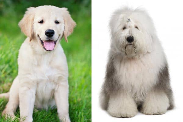 old english sheepdog cross golden retriever