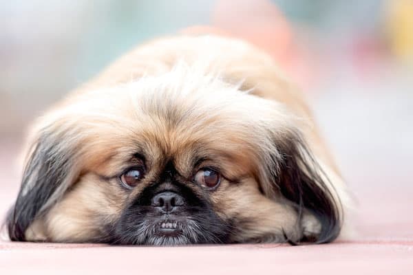 Pekingese