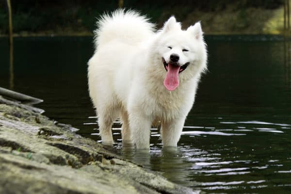 Samoyed