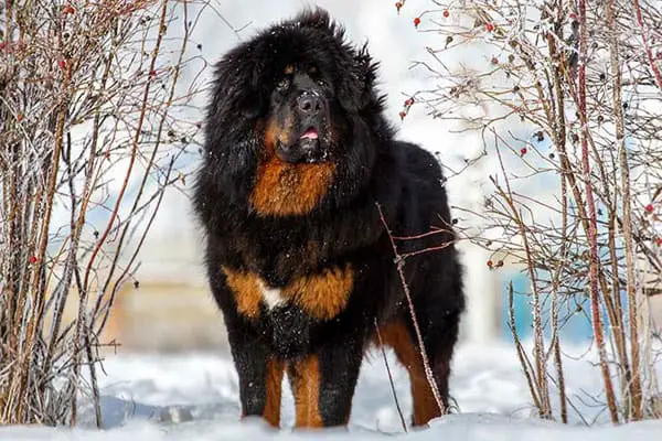 Tibetan Mastiff