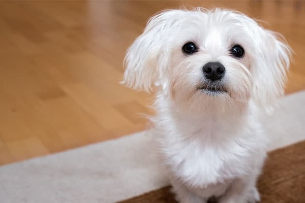 When Do Maltese Stop Growing: What to Expect As Your Puppy Grows Up