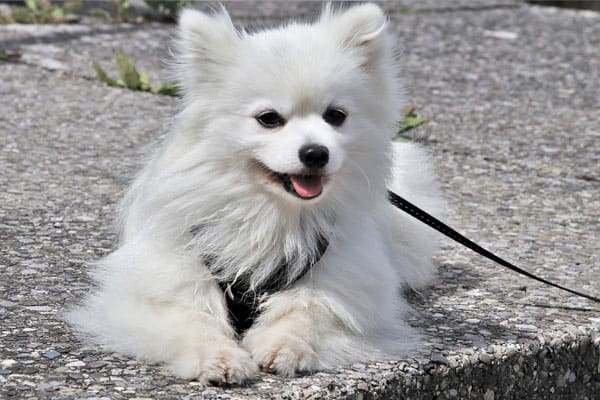 When Do Samoyeds Calm Down: The Truth About This Active Working Dog Breed