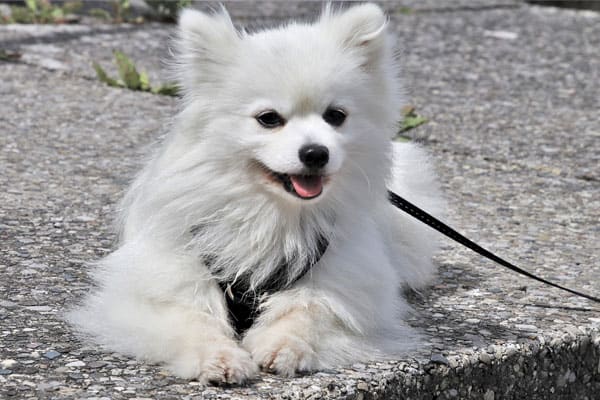 When Do Samoyeds Calm Down