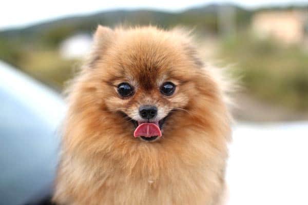 Why Does My Pomeranian Stare At Me: An Explanation For This Strange Dog Behavior