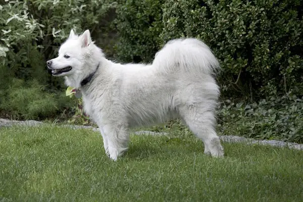 american eskimo dog running partner