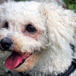 are bichon frise good with kids