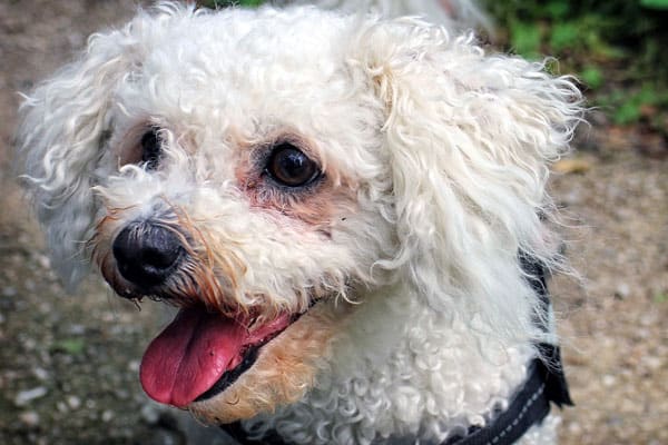 Are Bichon Frise Good With Kids: Yes, No and Maybe – And Here Is Why