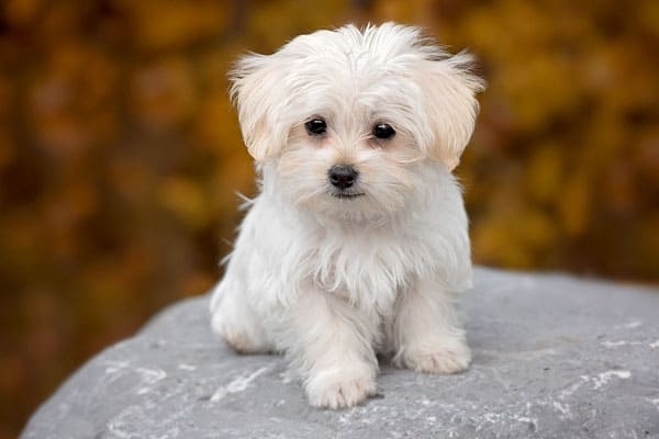 are maltese aggressive dogs