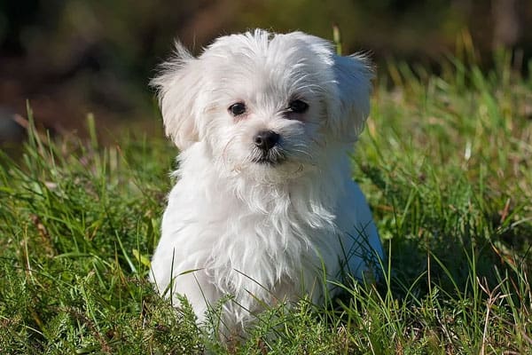 are maltese good with other dogs