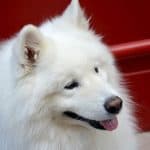 are samoyed dogs aggressive