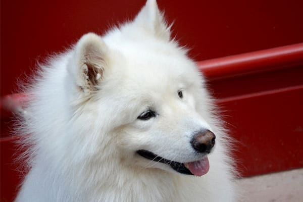 Are Samoyeds Aggressive? Separating Fact from Fiction