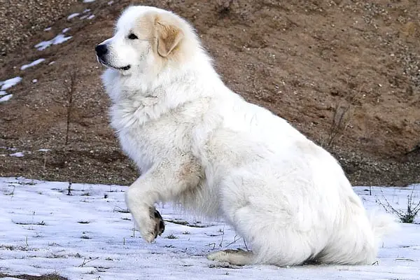 can a great pyrenees puppy stay out in the cold