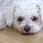 can bichon frise dogs be left alone