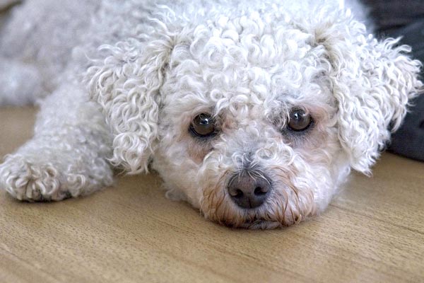 can bichon frise dogs be left alone