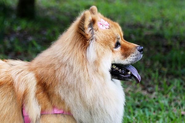 do chow chows have lock jaw