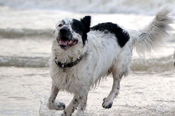 newfoundland dog shedding