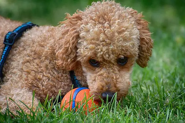 do poodles have dew claws