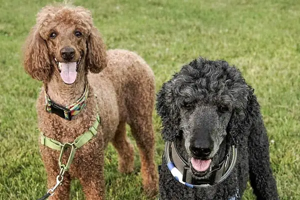 How Fast Is a Poodle: Learn the Top Speed for This Amazing Canine Athlete