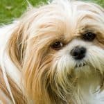 how many teeth does a shih tzu have