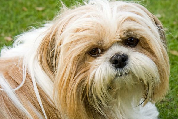 how many teeth does a shih tzu have