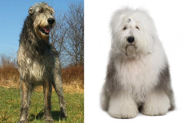 irish wolfhound old english sheepdog mix