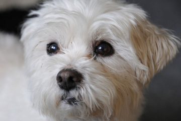 fluffy toy dog breed