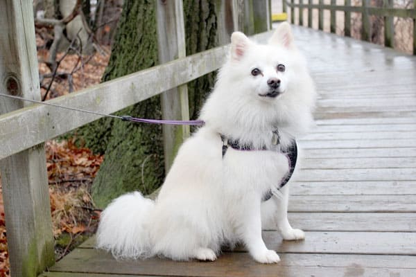 is american eskimo dog hypoallergenic