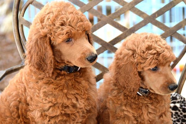 When Do Standard Poodles Stop Growing: An Overview of Poodle Growth from Puppy to Adult