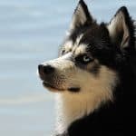 Can Siberian Huskies Swim