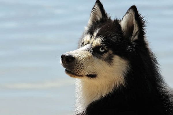 Can Siberian Huskies Swim