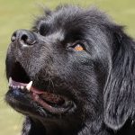 how much does a newfoundland dog eat