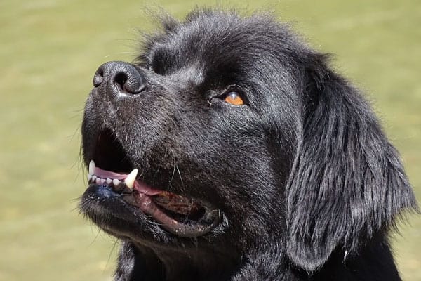 how much does a newfoundland dog eat