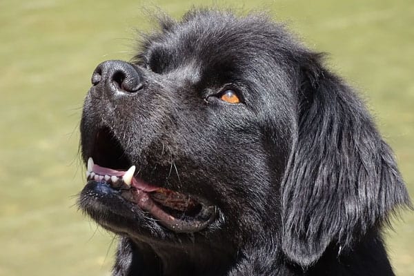 how-much-does-a-newfoundland-dog-eat – Fluffy Dog Breeds