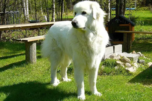 Great Pyrenees: the Huge Dog With a Huge Heart