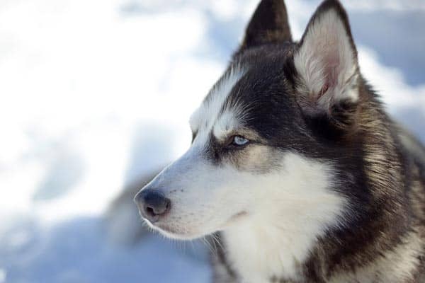 Siberian Husky