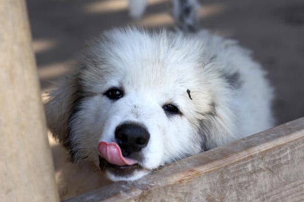Are Great Pyrenees Good With Kids