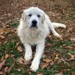 Can Great Pyrenees Swim