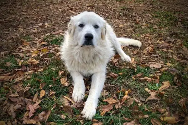 Can Great Pyrenees Swim: the Surprising Truth About This Big Dog in Water