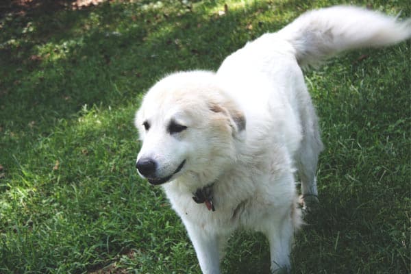 Do Great Pyrenees Drool