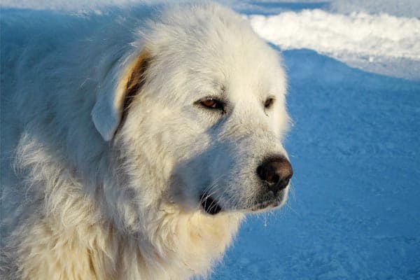 are great pyrenees smart