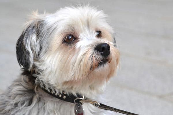 Can a Shih Tzu Be a Service Dog