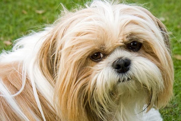 Do Shih Tzu Shed