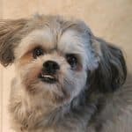 How Much Is a Shih Tzu